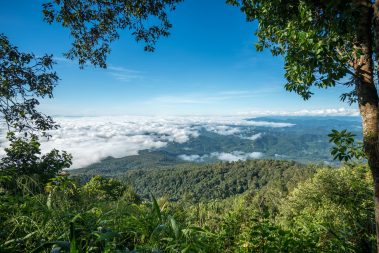 Jungle Trekking